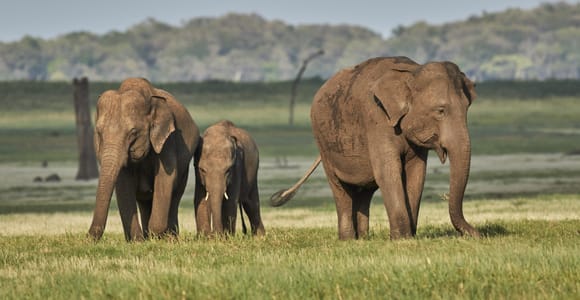 Von Negombo aus: Minneriya National Park Safari Tour