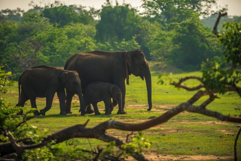 Desde Negombo: Safari por el Parque Nacional MinneriyaOpcion estandar