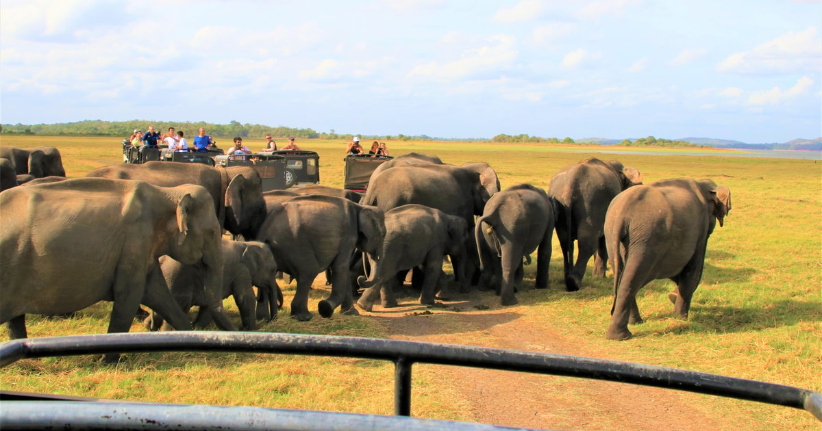 Van Negombo: Dambulla-grotten En Kaudulla National Park Safari ...