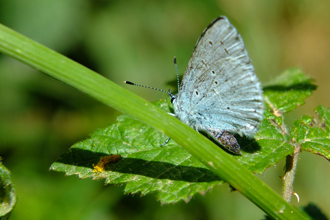 Malta: Chadwick Lakes, Victoria Lines & Bingemma Nature Tour