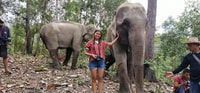 Chiang Mai, Elephant Sanctuary & Waterfall Group Tour - Housity
