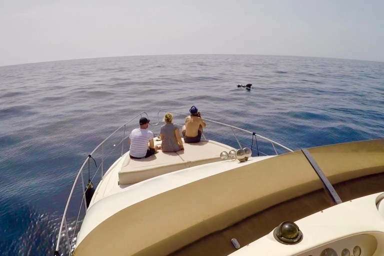 Las Galletas: Whale & Dolphin Watching Yacht Tour met transferTenerife: jachttocht om walvissen en dolfijnen te spotten met transfer