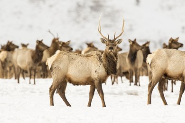 Jackson: excursión de un día de invierno a Grand Teton y National Elk RefugeCancelar con 2 días de anticipación: Grand Teton y National Elk Refuge