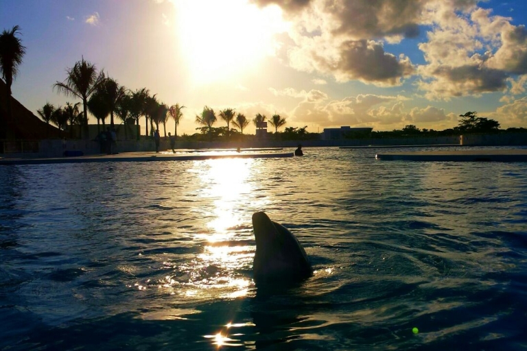 Punta Cana: ontdekkingszwemmen en ontmoetingen met dolfijnenDolphin Royal Swim - Gevorderd