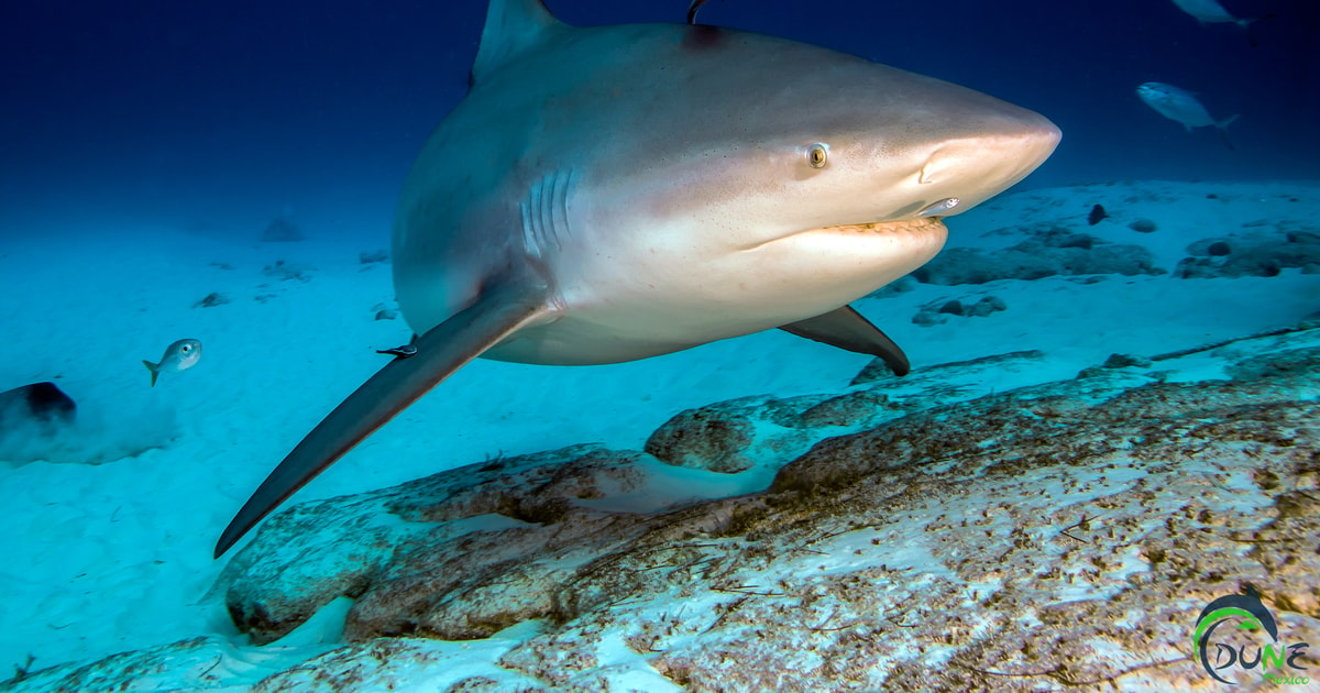 sharks in playa del carmen