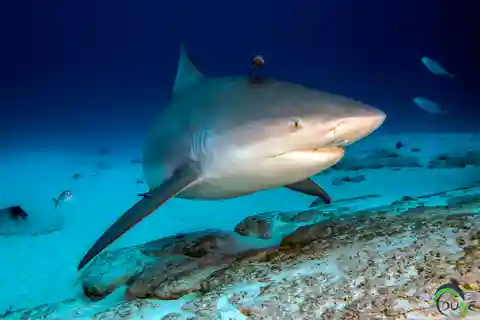 Diving Trip with Bull Sharks in Playa del Carmen