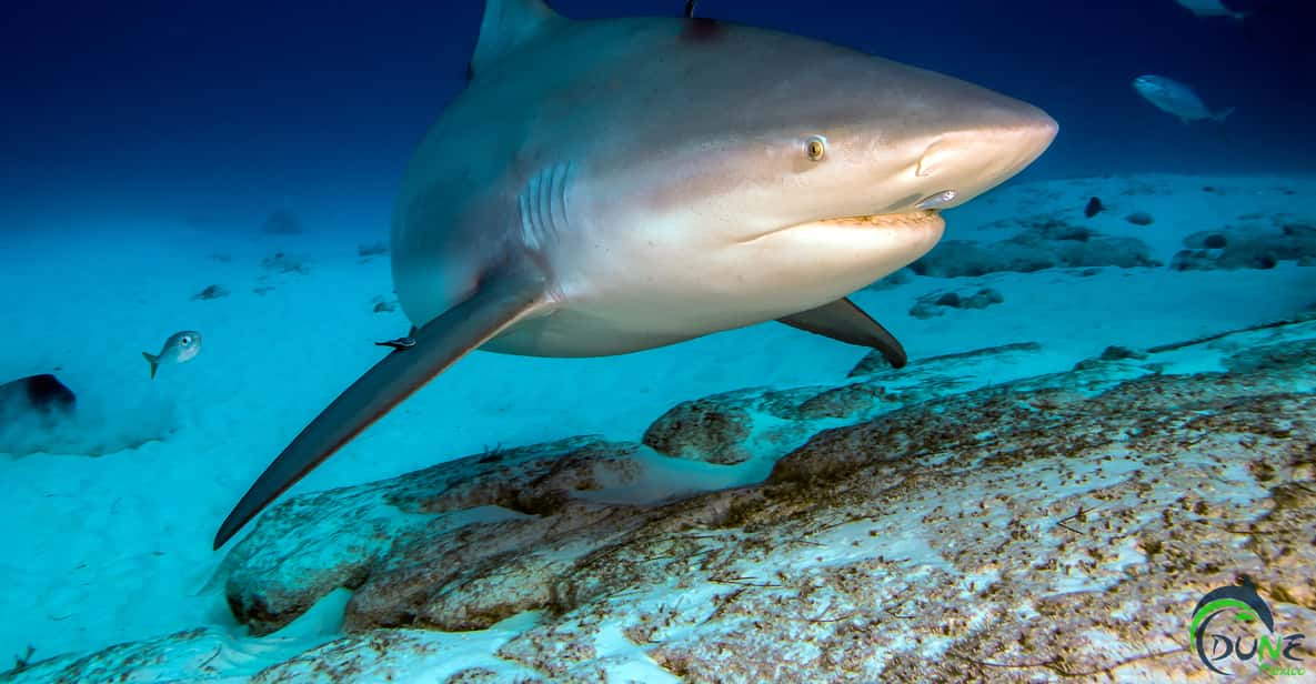 Diving Trip with Bull Sharks in Playa del Carmen | GetYourGuide