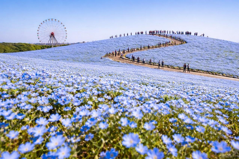 Hitachinaka Private Guided Tour from Tokyo by Car