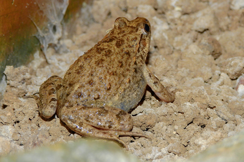 Malta: Lo más destacado de la naturaleza Excursión privada a pie con transporteMalta: lagos Chadwick, Victoria Lines y Bingemma Nature Tour