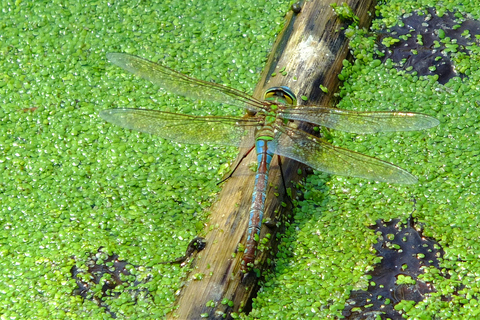 Malta: Najważniejsze atrakcje przyrodnicze Prywatna wycieczka piesza z transportemMalta: Chadwick Lakes, Victoria Lines i Bingemma Nature Tour