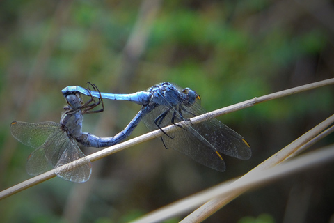 Malta: Lo más destacado de la naturaleza Excursión privada a pie con transporteMalta: lagos Chadwick, Victoria Lines y Bingemma Nature Tour