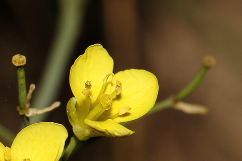 Malta: Chadwick Lakes, Victoria Lines & Bingemma Nature Tour