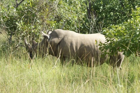 Kampala: Full Day Rhino Walking Safari with Transfers