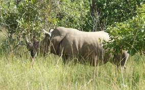 Kampala: Full Day Rhino Walking Safari with Transfers