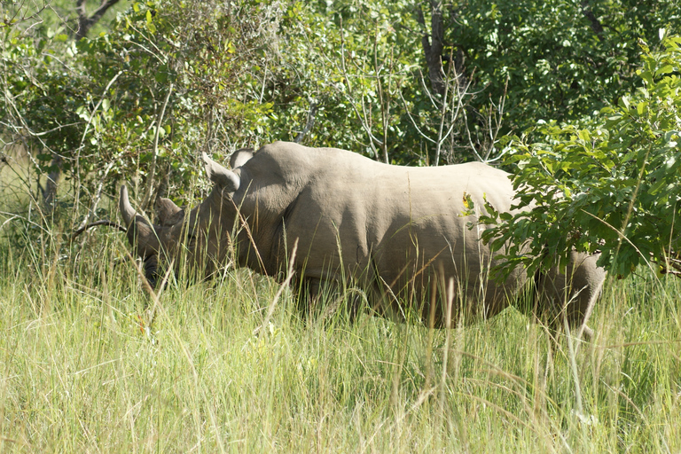 Kampala: safari à pied d'une journée avec rhinocéros avec transferts