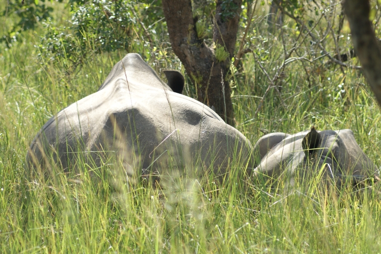 Kampala: safari à pied d'une journée avec rhinocéros avec transferts