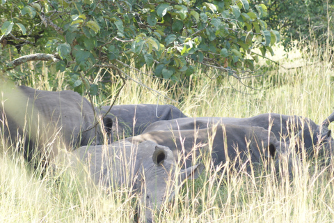 Kampala: safari à pied d'une journée avec rhinocéros avec transferts