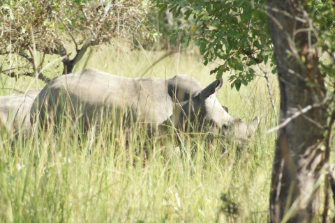 Kampala: safari a pie de rinoceronte de día completo con traslados