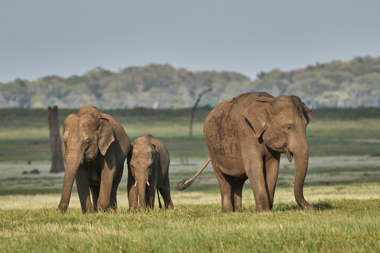 Au départ de Colombo : Safari privé d&#039;une journée dans le parc national de Minneriya