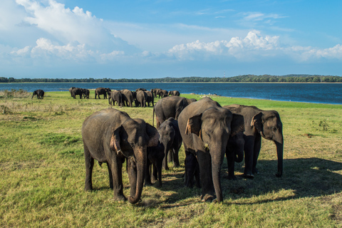 Au départ de Colombo : Safari privé d&#039;une journée dans le parc national de Minneriya