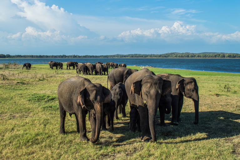 Desde Colombo: Safari privado de un día al Parque Nacional de Minneriya