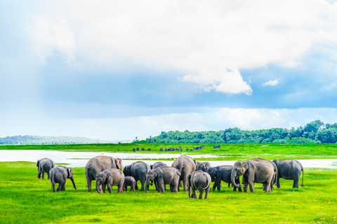 Från Colombo: Privat dagssafari i Minneriya nationalpark