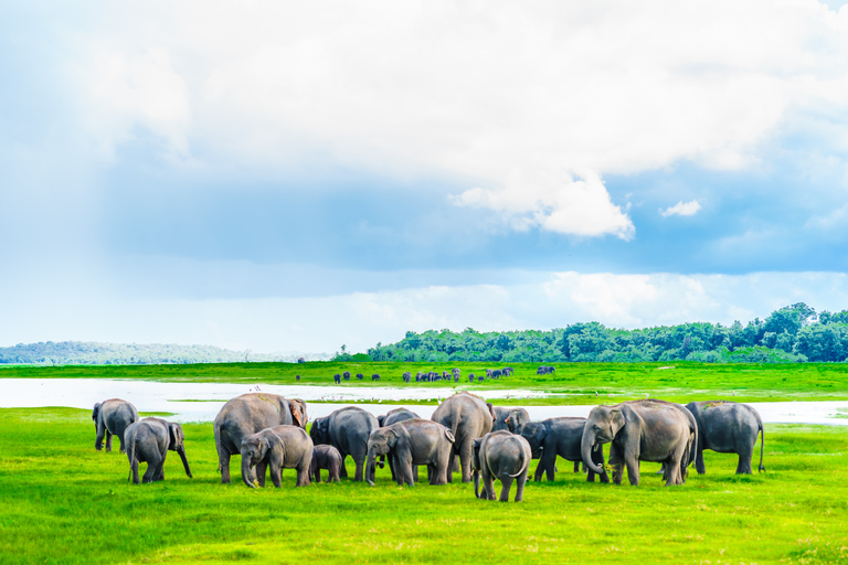 Ab Colombo: Private Safari durch den Minneriya-Nationalpark