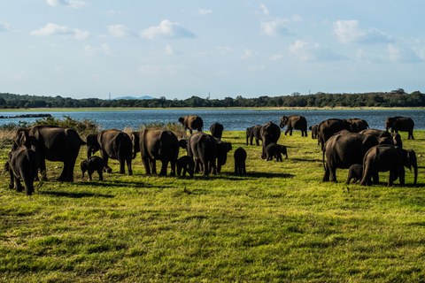 Da Colombo: Safari giornaliero privato nel Parco Nazionale di MinneriyaDa Colombo: safari giornaliero privato nel parco nazionale di Minneriya