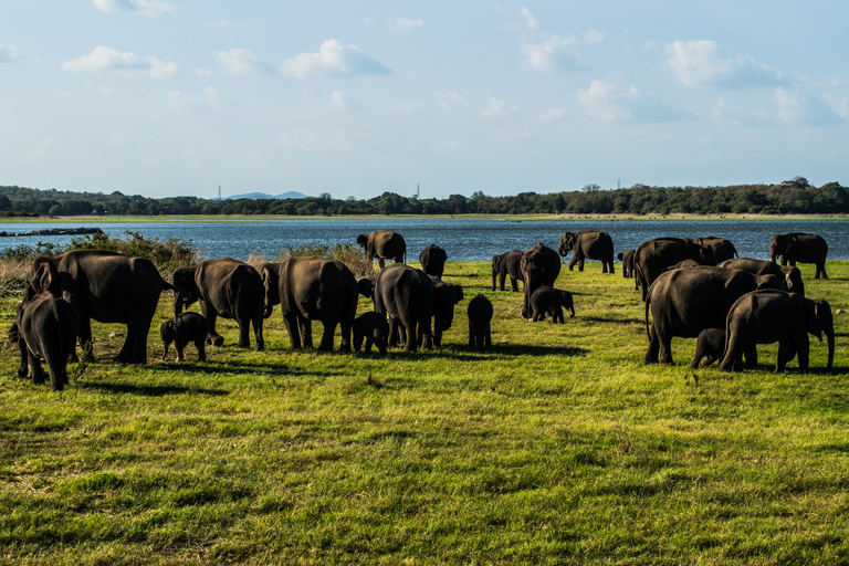 Au départ de Colombo : Safari privé d&#039;une journée dans le parc national de Minneriya