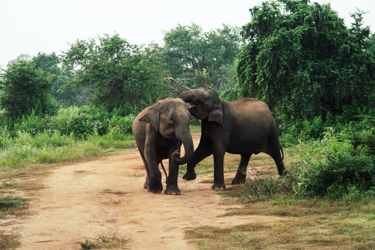 Au départ de Colombo : Safari privé d&#039;une journée dans le parc national de Minneriya