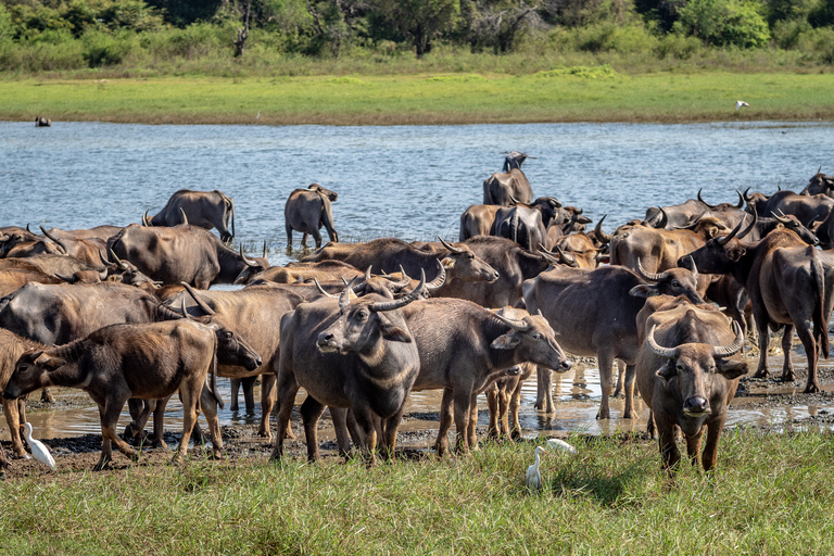 Au départ de Colombo : Safari privé d&#039;une journée dans le parc national de Minneriya