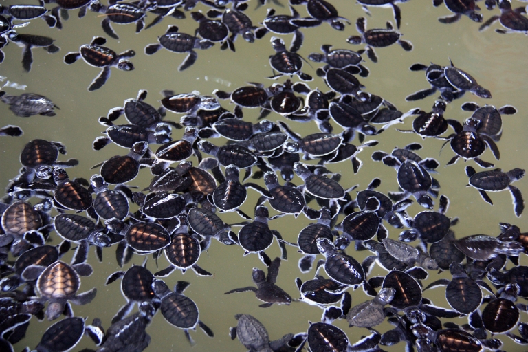Negombo: Schildkrötenbrüterei, Fluss-Safari, Mondstein & GalleBesuch der Schildkrötenbrüterei, Fluss-Safari, Mondstein & Galle Fort
