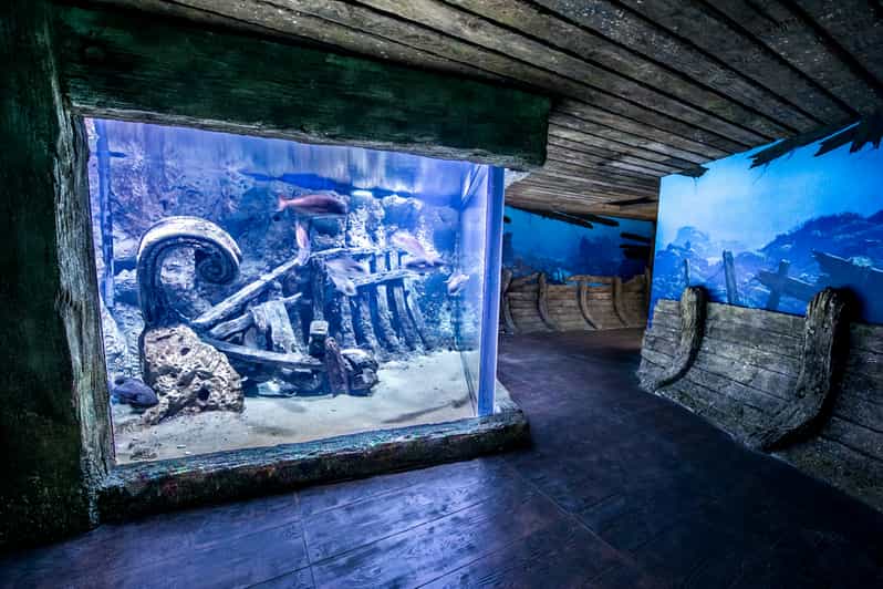 Baie de St. Paul Billet d'entrée à l'aquarium national de Malte GetYourGuide