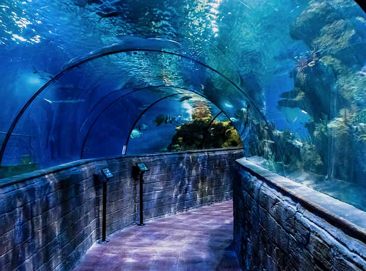 St. Paul's Bay: Malta National Aquarium Entry Ticket | GetYourGuide