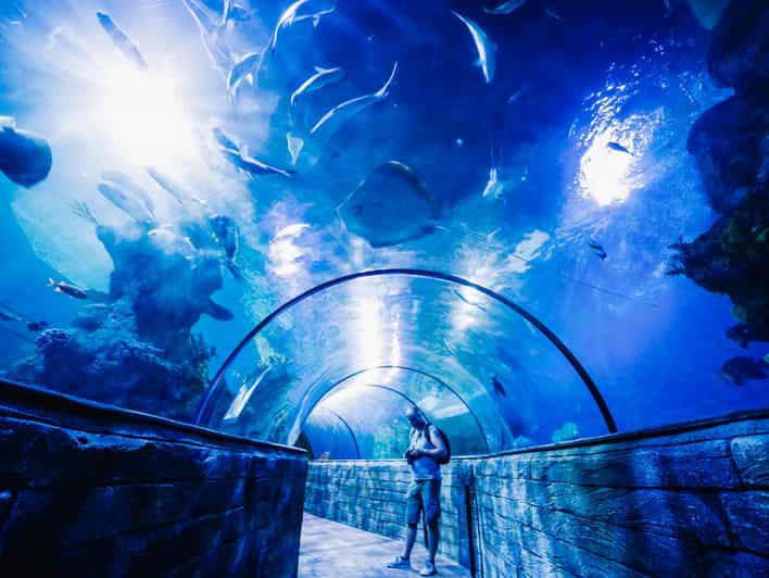 St. Paul's Bay Malta National Aquarium Entry Ticket GetYourGuide