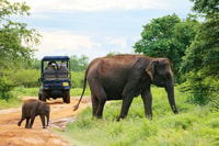Colombo/Negombo, Sigiriya, Kandy, Ella 3-Tages-Reise mit dem Zug - Hizvo