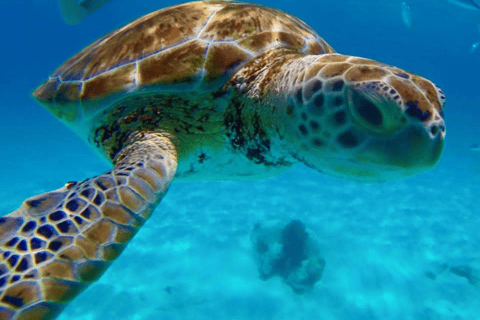 Barbade : Croisière au coucher du soleil, à la découverte des tortues et des épaves, avec collationsPrise en charge à l&#039;hôtel de la côte sud