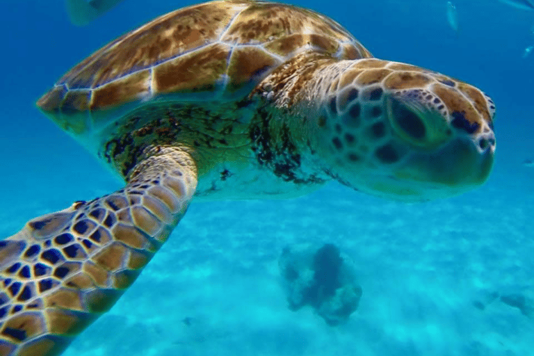 Barbade : Croisière au coucher du soleil, à la découverte des tortues et des épaves, avec collationsPrise en charge à l&#039;hôtel de la côte sud