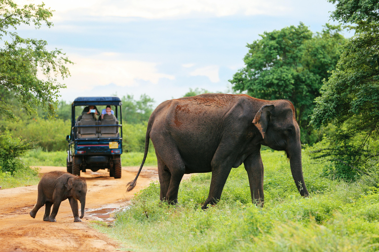 All inclussive Udawalawa National Park Safari From Colombo