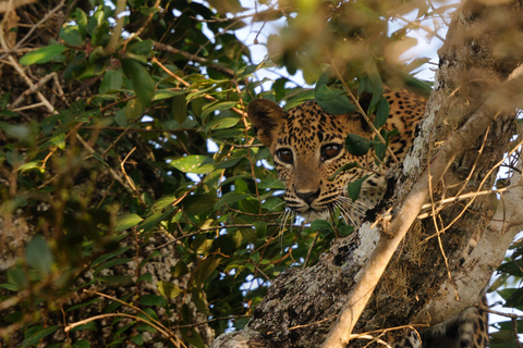 Depuis Ella : journée de safari dans le parc de YalaOption standard