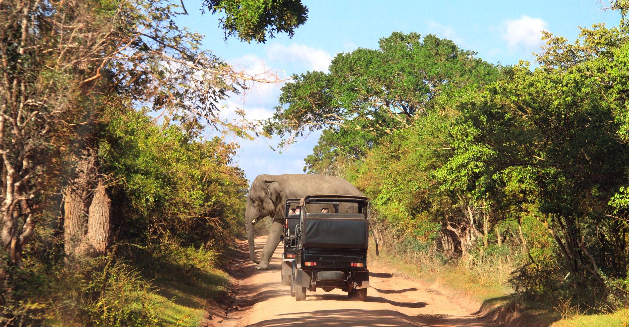 From Ella , Yala National Park Safari Tour - Housity