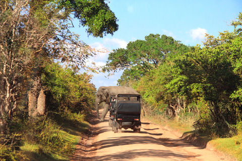 From Ella: Yala National Park Jeep Safari Tour