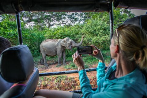 From Ella: Full-Day Yala National Park Safari Tour
