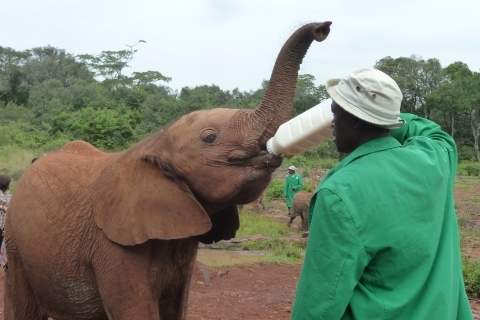 Von Nairobi aus: David Sheldrick Elefantenwaisenhaus Tour