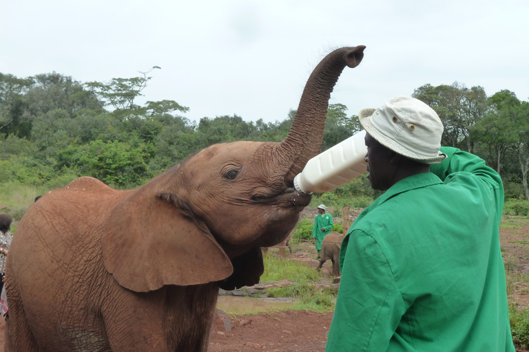 Von Nairobi aus: David Sheldrick Elefantenwaisenhaus Tour