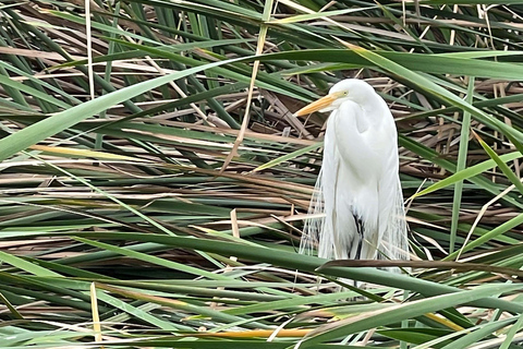 Lima silvestre: visita guidata a un rifugio naturale nel fiume Rímac
