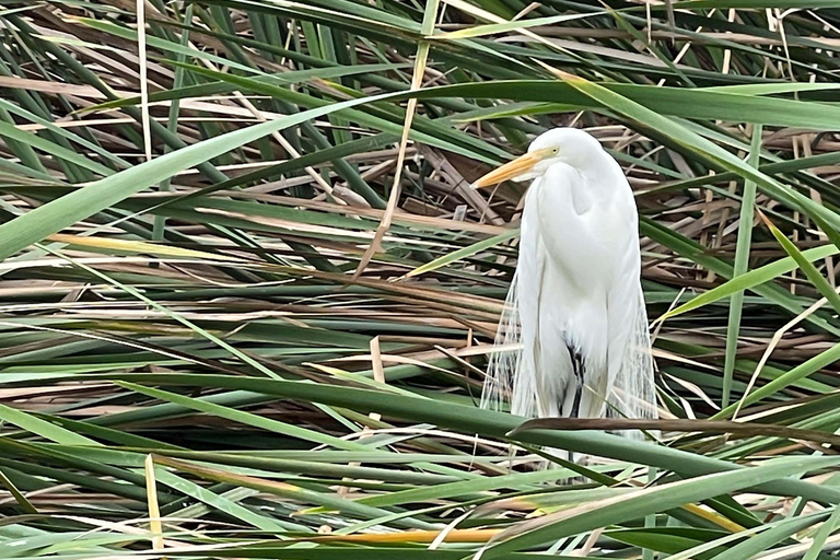 Lima silvestre: visita guidata a un rifugio naturale nel fiume Rímac