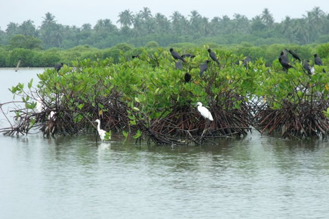 From Colombo: Negombo Lagoon (Mangrove )Boat ExcursionFrom Colombo: Negombo Lagoon Boat Excursion with Lunch