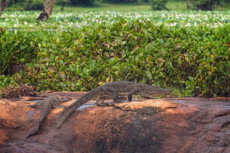 Vanuit Bentota Safaritocht Van Een Hele Dag Door Yala National Park