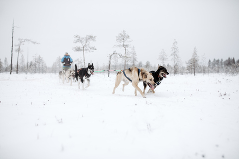 Rovaniemi: 90-Minute Guided Husky Sled Driving Tour Rovaniemi: 90 minute self-driven Husky Tour
